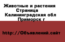  Животные и растения - Страница 11 . Калининградская обл.,Приморск г.